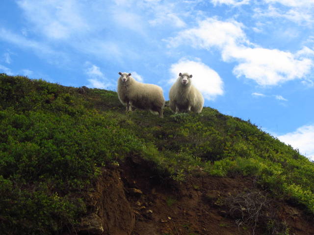 Iceland Sheeps