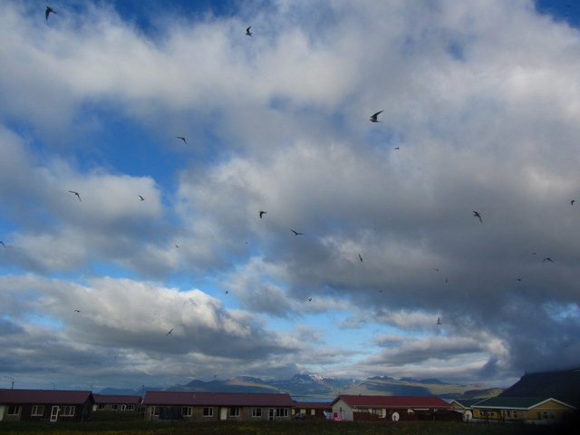ציפורים משוגעות